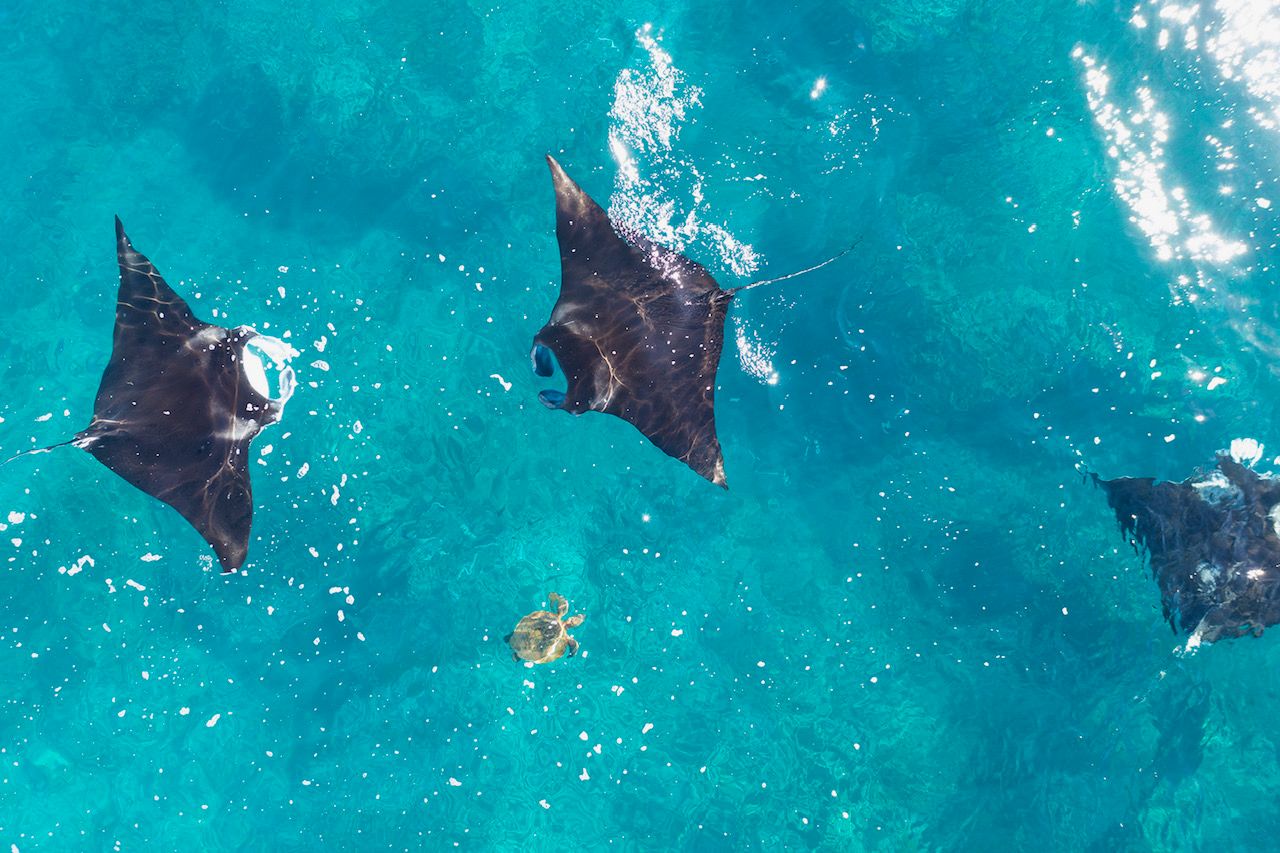 Swimming with Manta Rays at the Ningaloo Reef.jpg