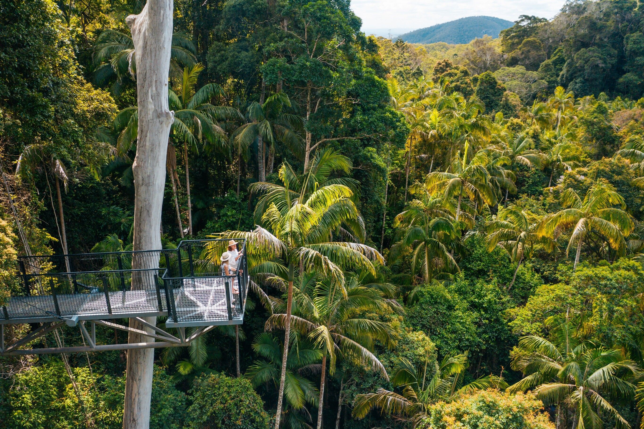 Tamborine Rainforest Skywalk