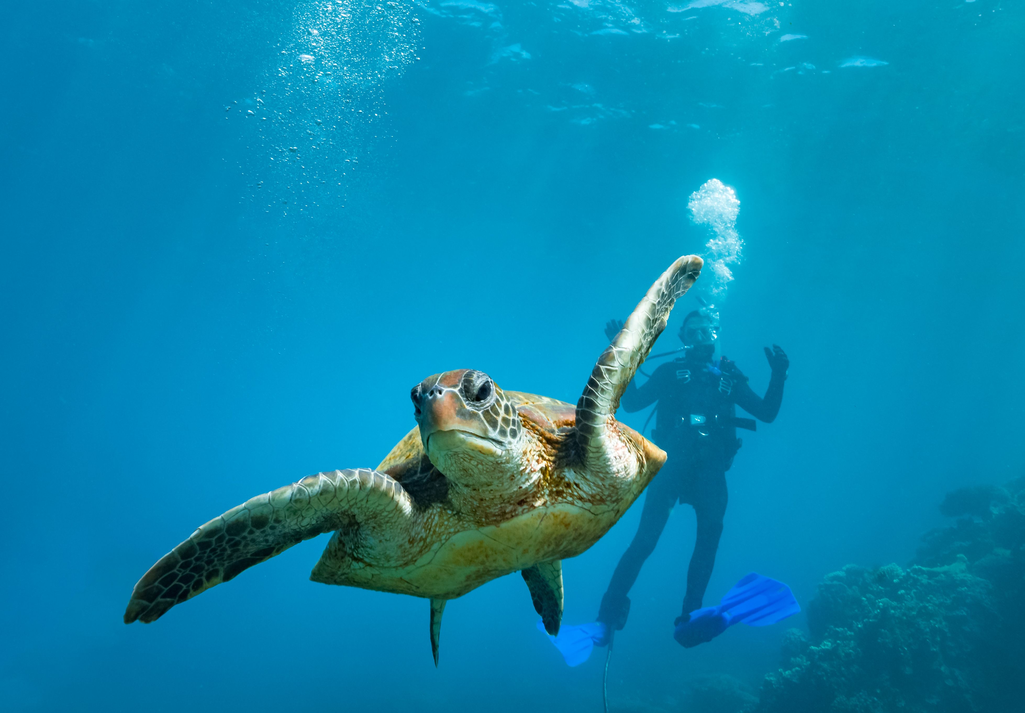 Diver with Turtle at Coral Bay