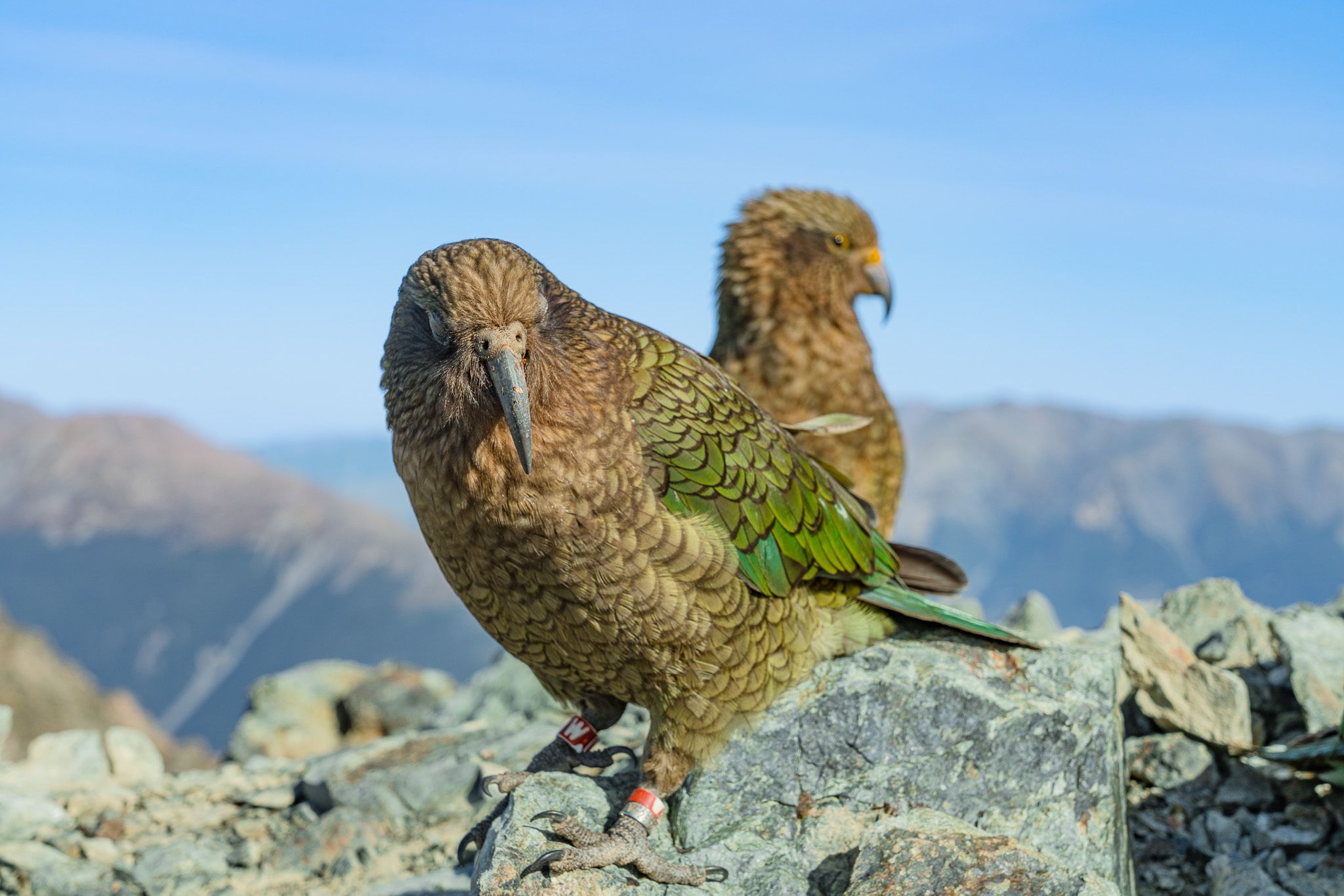 How to Meet the Mischievous Keas of New Zealand | CamperMate ...