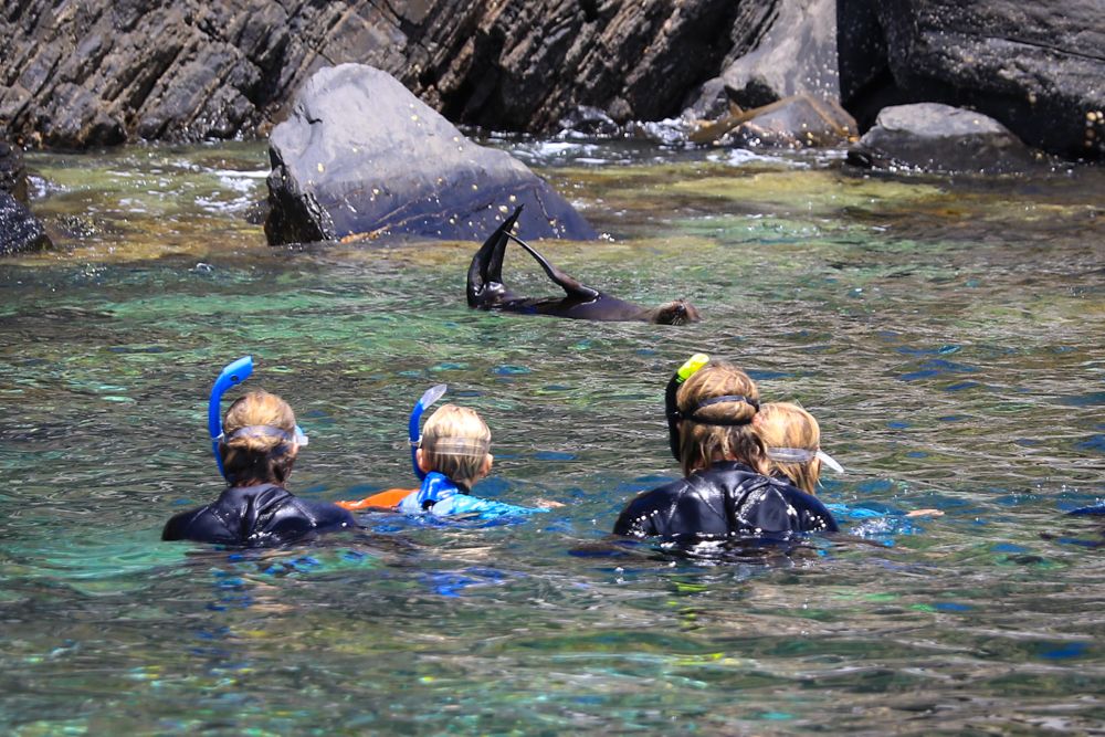 Family snorkeling with seals at Kangaroo Island 