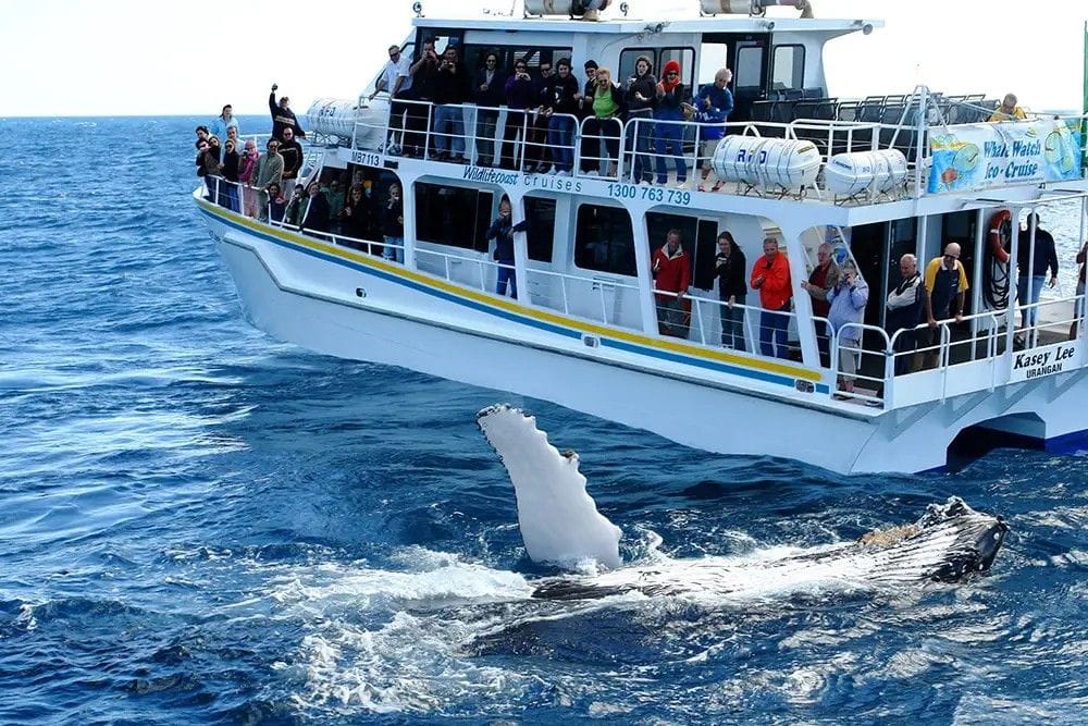 Phillip Island Whale Watching