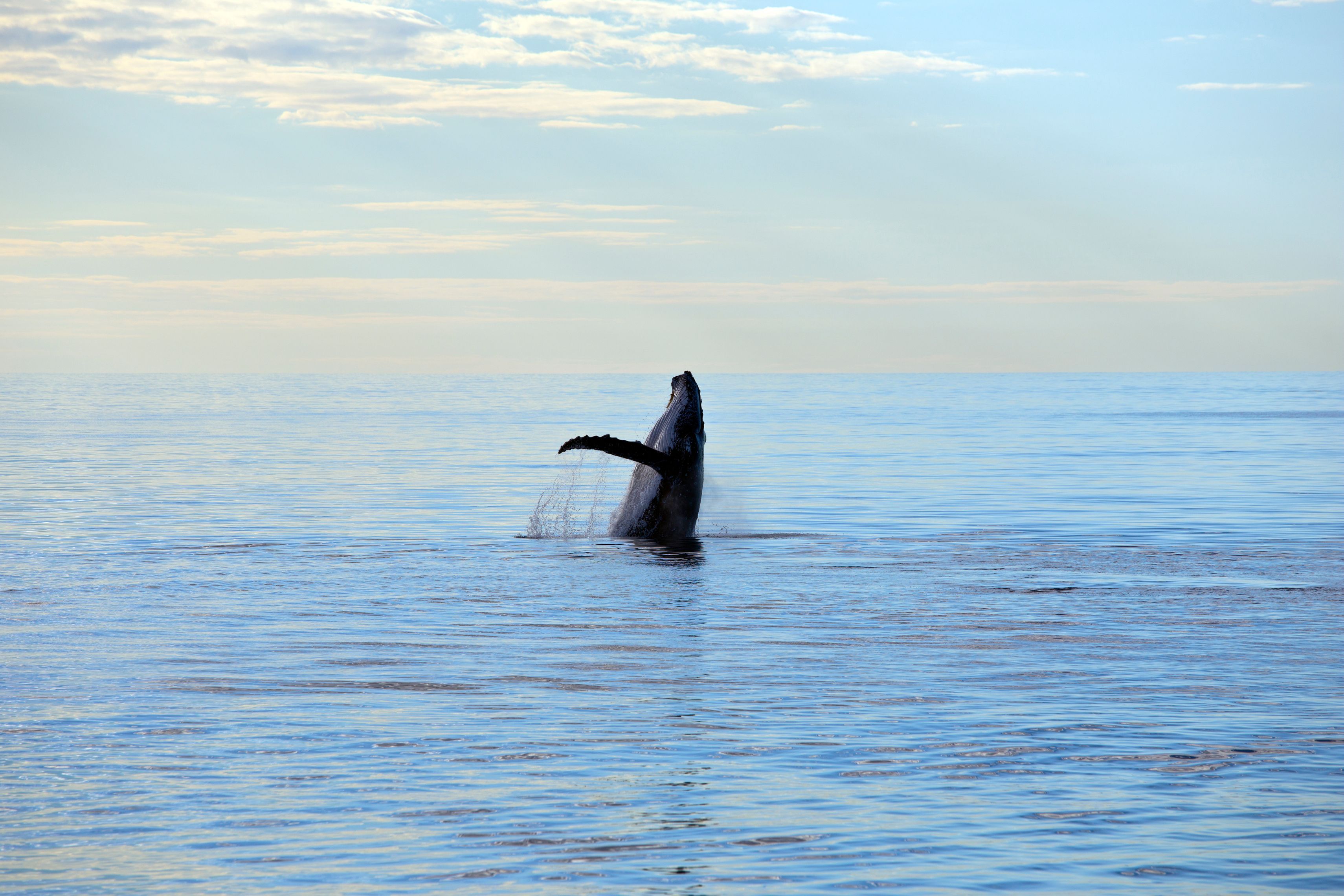 Noosa Surrounds - Everything From Breaching Whales to Coral Cays