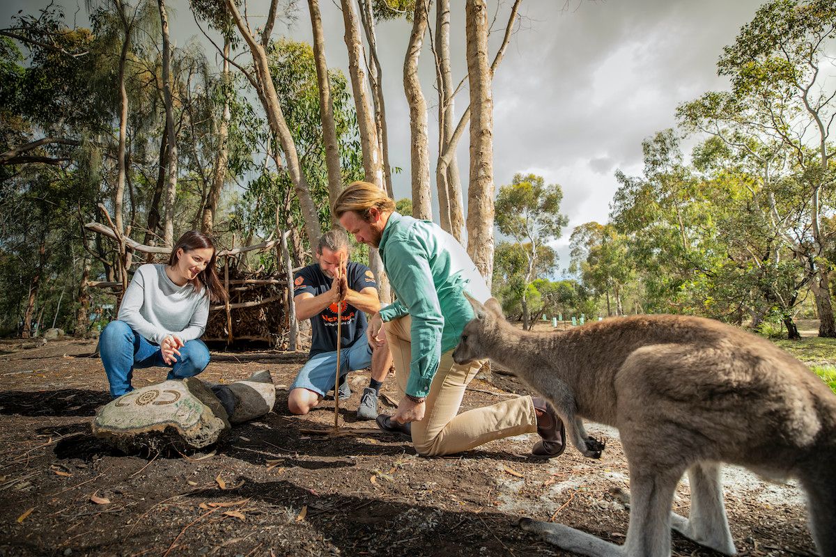 Wildlife encounter with Kangaroo at Narana 