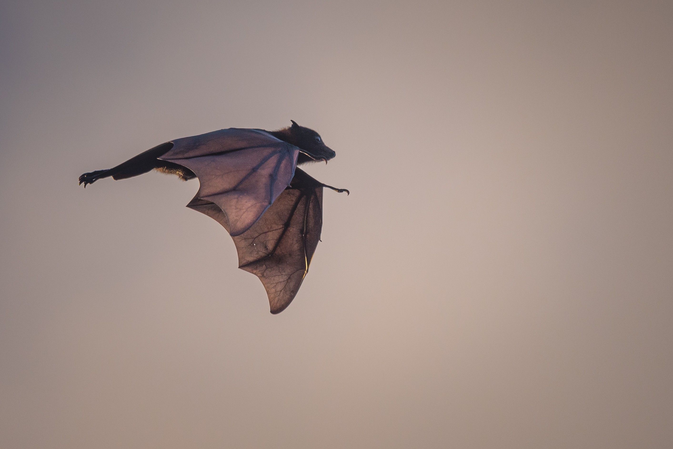 Black flying-fox