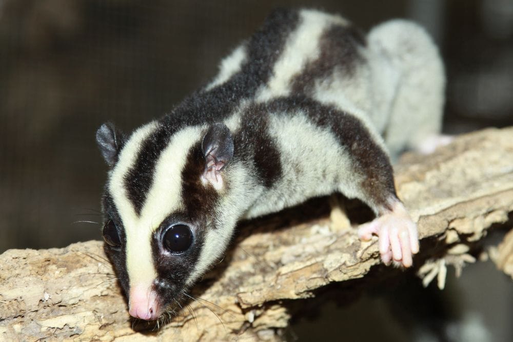 Chilli Beach Camping Area striped possum
