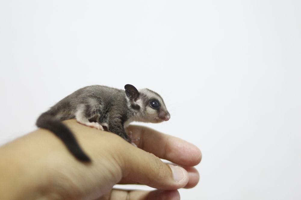 Wreck Rock Camping Area Sugar Glider