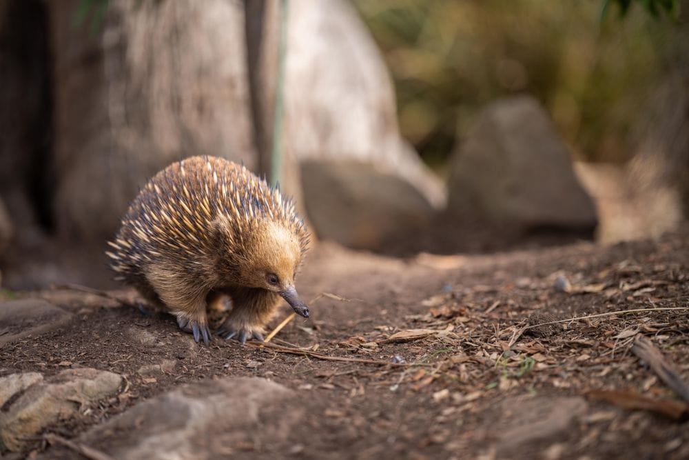 Amity Point Camping Ground Echidna