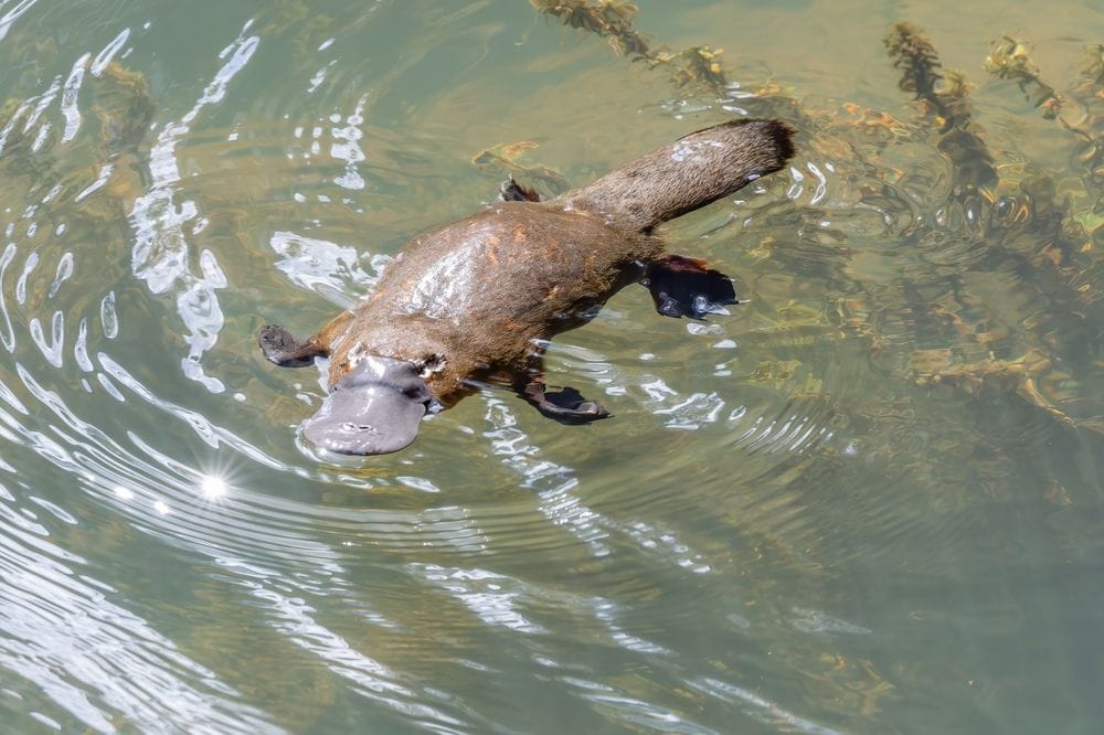 Broken River Camping Area Platypus