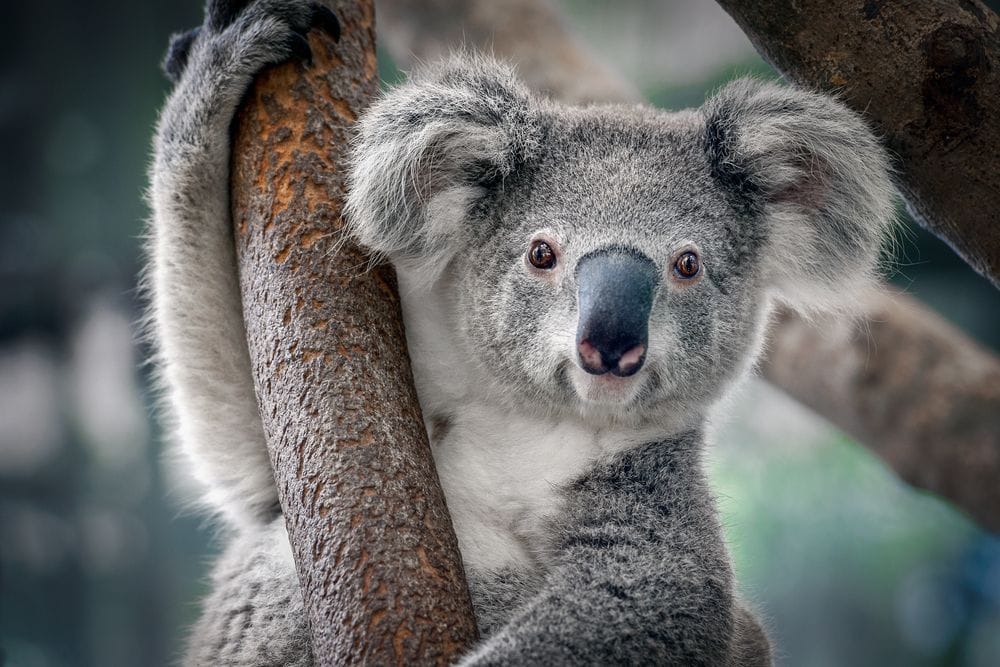Bungalow Bay Koala Village Koala
