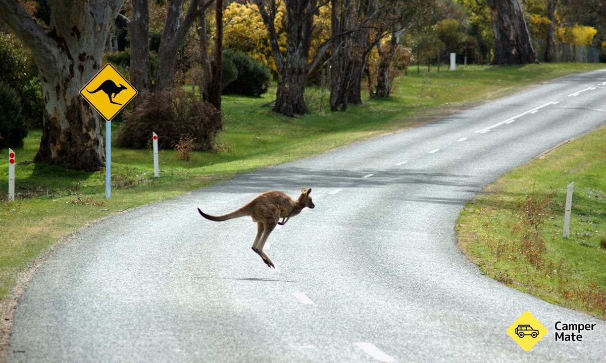Hitting A Roo What to Do if You Hit a Roo | CamperMate - Australia & New Zealand