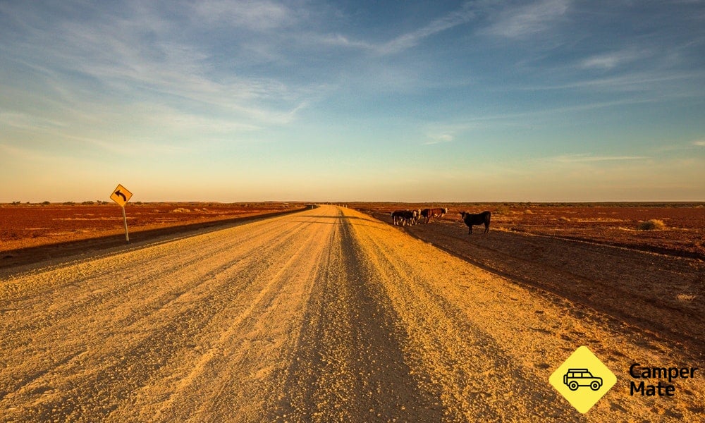 Cows, Oodnadatta Track, Sunset