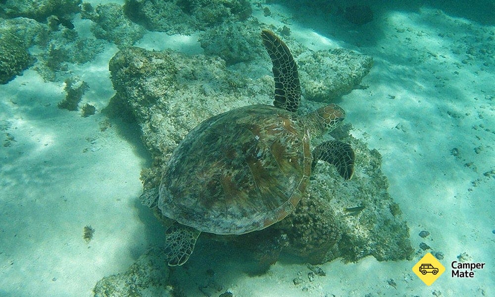 The Ningaloo Reef är fyllt med marin liv