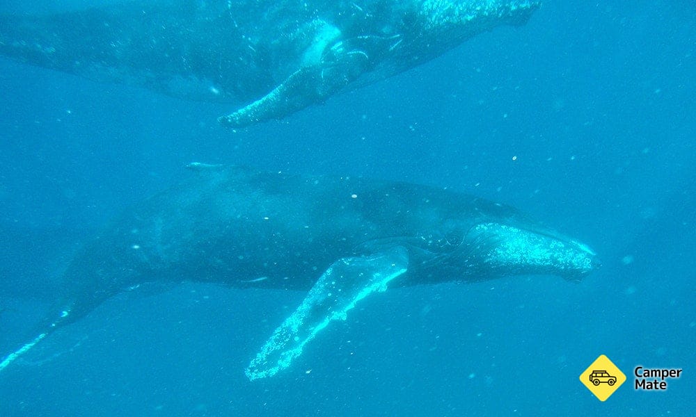 The Breathtaking Whales of the Ningaloo Reef
