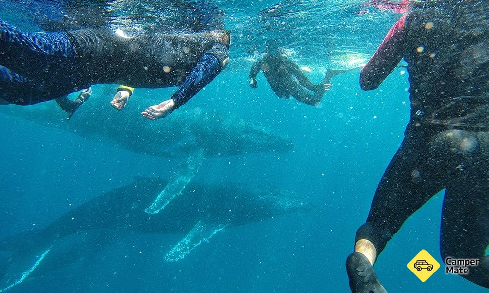 Du kan till och med simma med valar vid Ningaloo Reef!