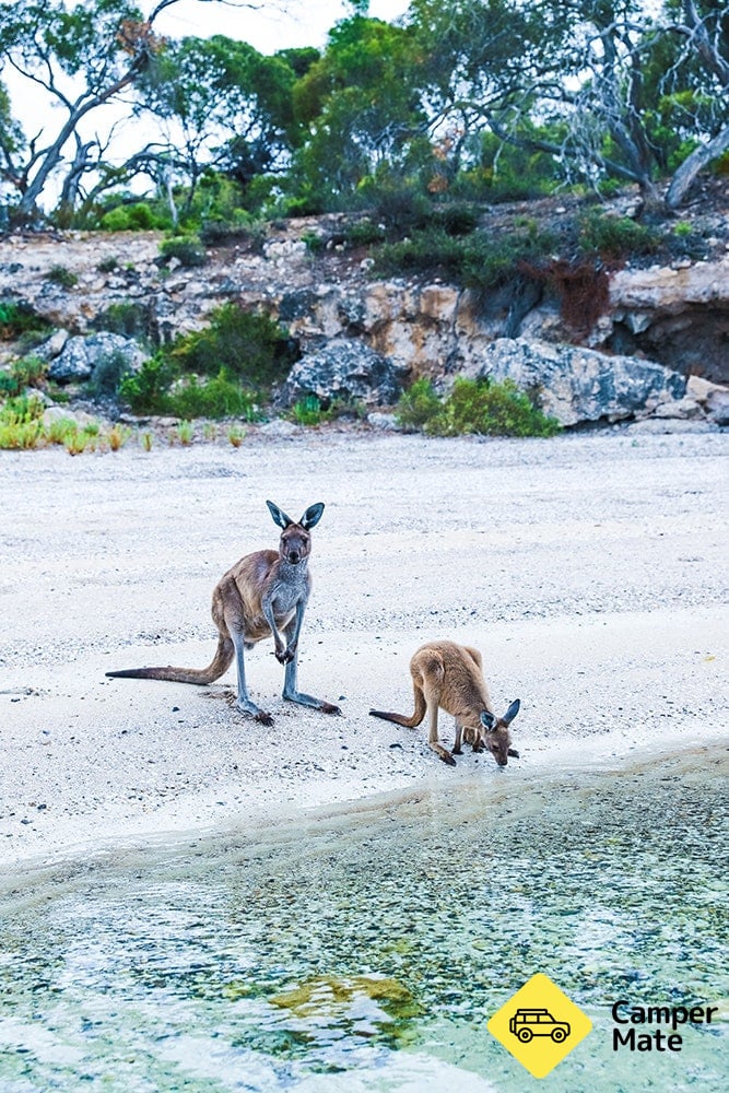 Roos, Views and Emus: a killer time in Coffin Bay National Park