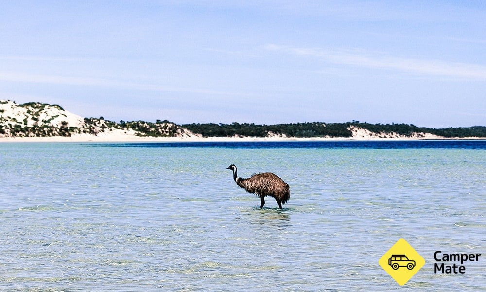 Roos, Views and Emus: a killer time in Coffin Bay National Park