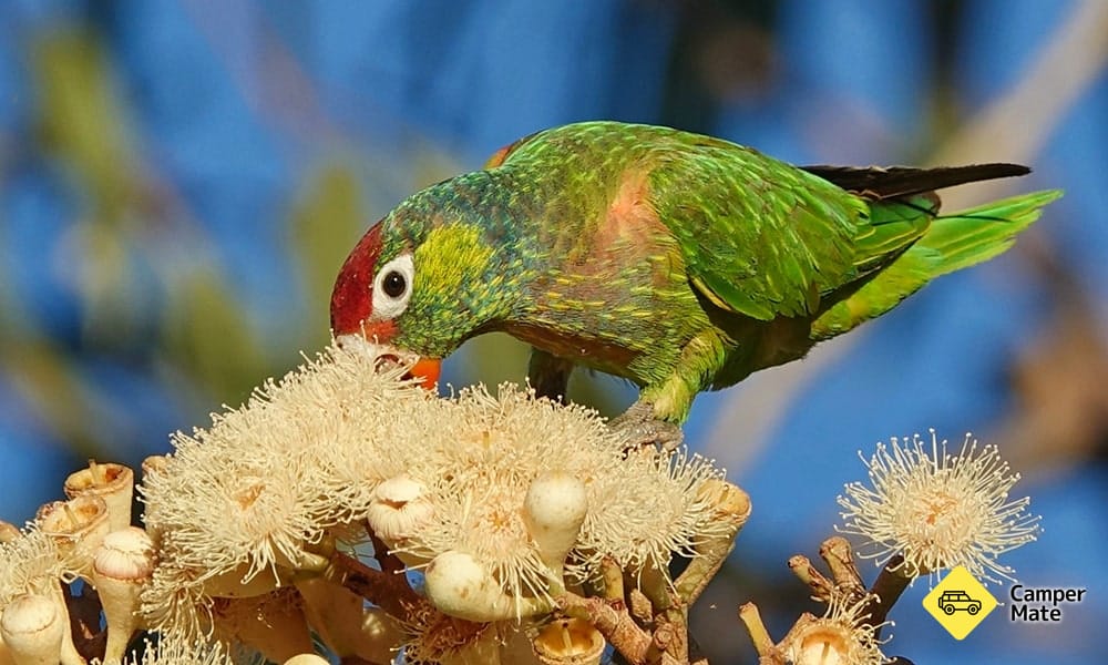 Lorikeet