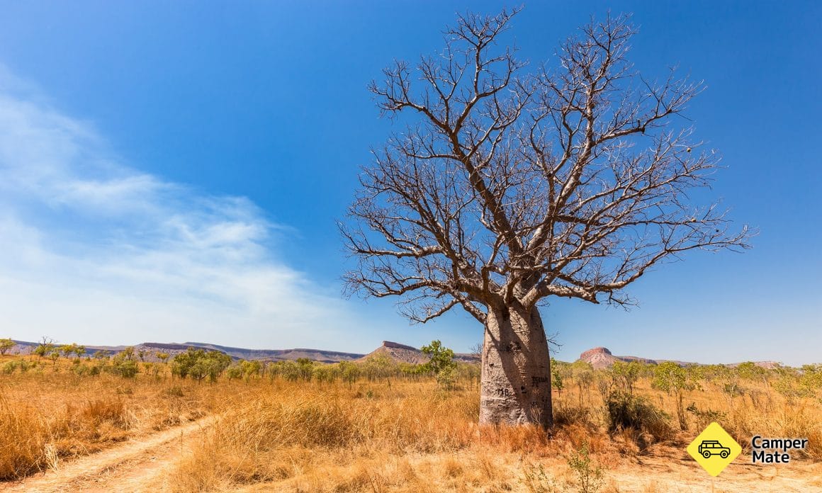The boab, an icon of the Kimberley