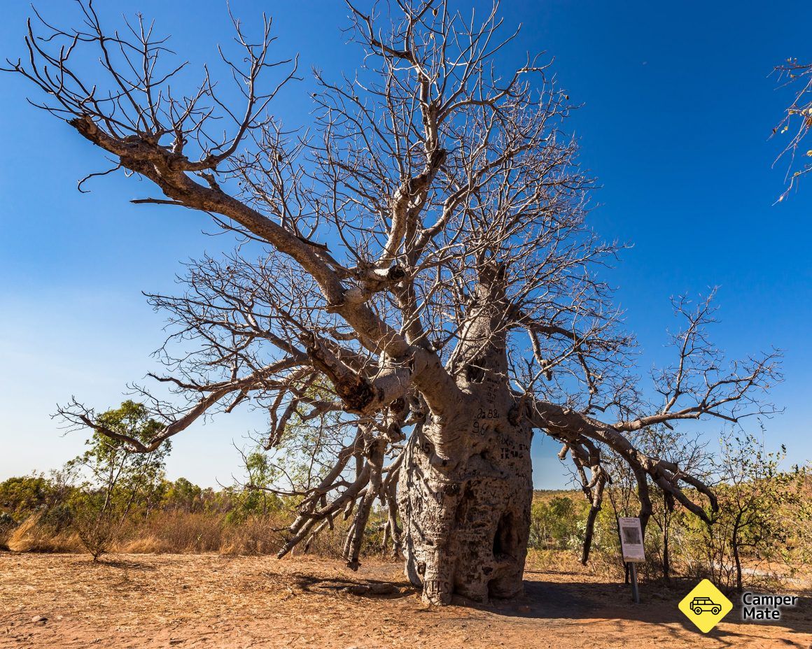 A boab tree with a sad history