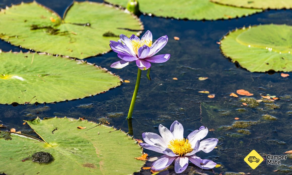 Stunning Water Lilies in Flower