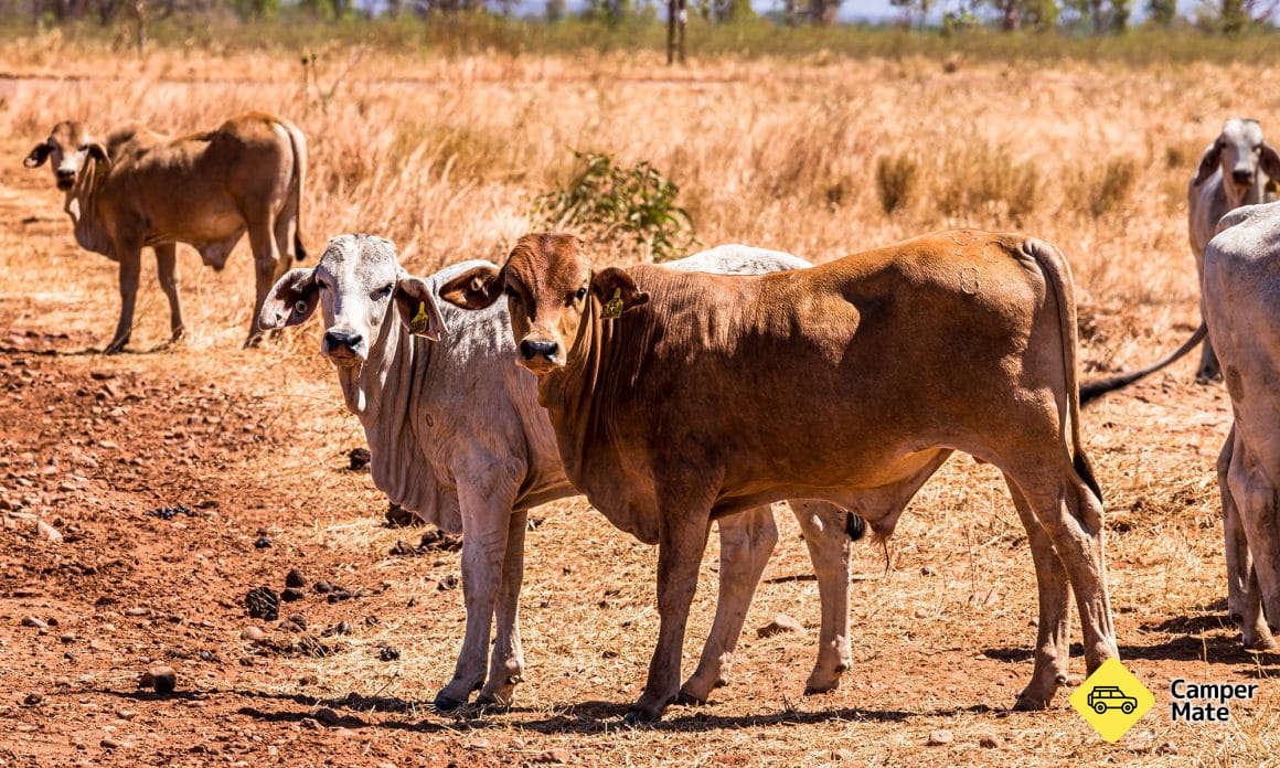 Beware of Cattle Along the Roadsides