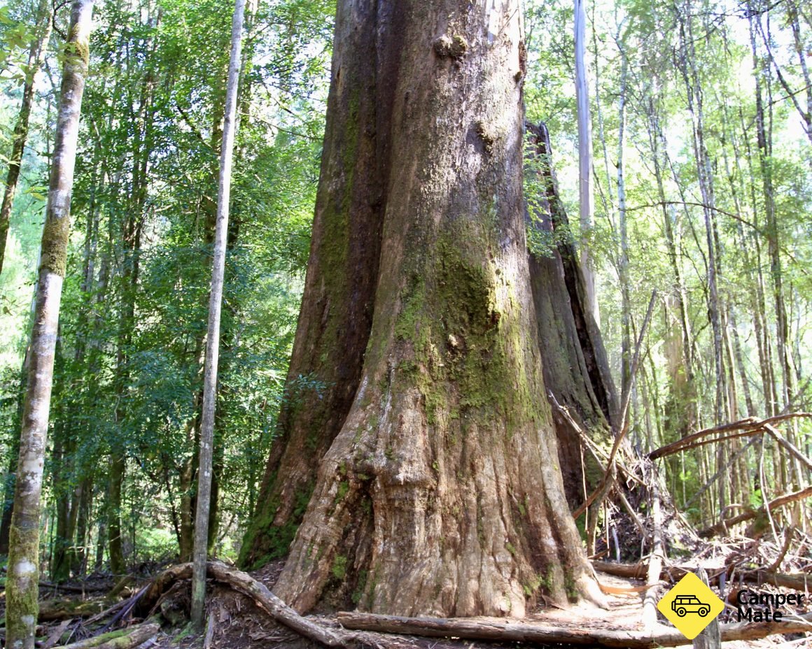 Old growth in Mt Field National Park